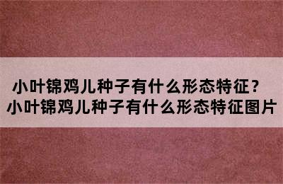 小叶锦鸡儿种子有什么形态特征？ 小叶锦鸡儿种子有什么形态特征图片